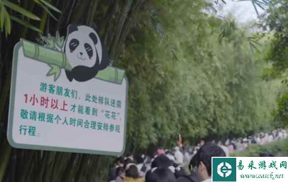 成都熊猫基地被挤爆 排队2小时看3分钟 网友：值了！