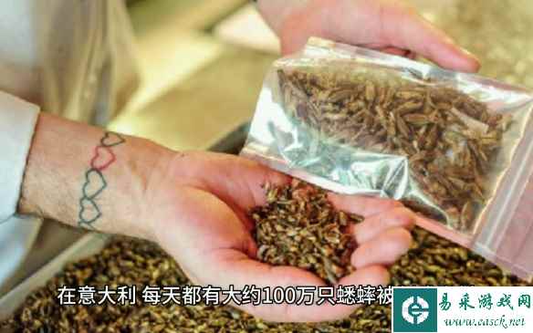 意大利做出蟋蟀面粉 每天有100万只蟋蟀被制成食材！