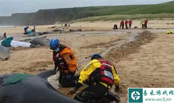 苏格兰海滩超50头鲸鱼集体搁浅死亡 最终原因不明！