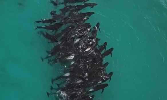 近百头领航鲸在澳大利亚海滩搁浅：已有超半数鲸死亡