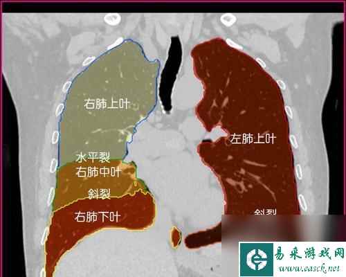 人体工厂（以游戏为主，掌握肺部循环的绝佳方法！）