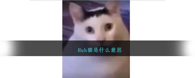 Huh猫是什么意思