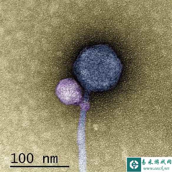 美国首次证实吸血鬼病毒 科学家研究表示：不敢相信！