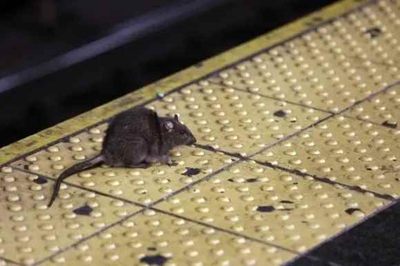 纽约发起“垃圾革命”　现约200万只老鼠在街头横行
